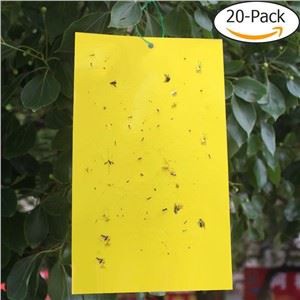 تله چسبنده زرد فرمونی